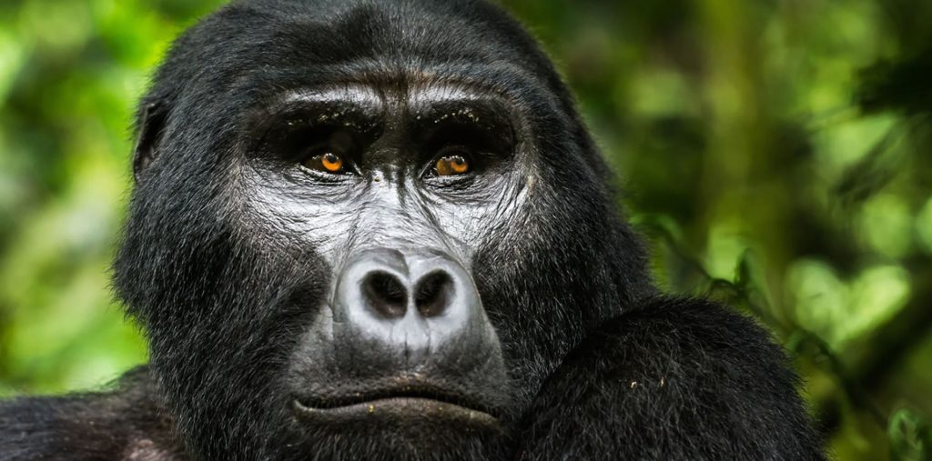 Mgahinga National Park - Gorilla Safaris