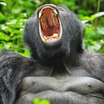 Mgahinga Gorilla National Park Gorilla Trekking